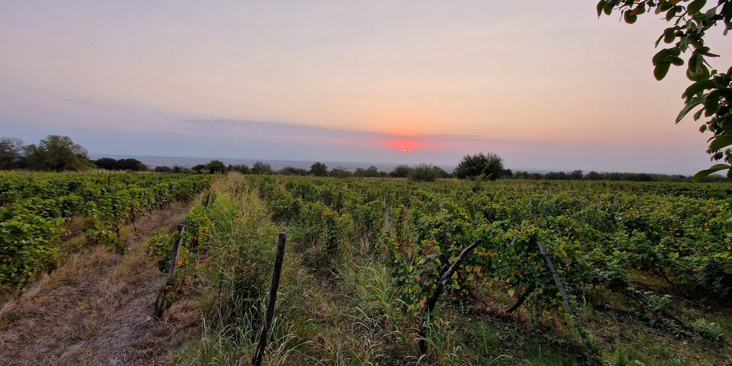 アワー ワイン - 画像 (6)